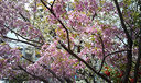 近くの桜です