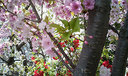 今は葉桜に
