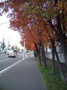 紅葉もそろそろ見納め