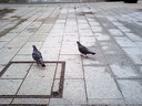 鳥さんも歩いてます