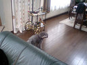 かわいいのです