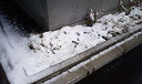 初雪です